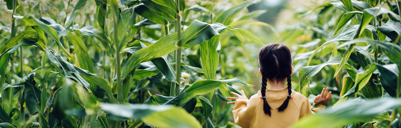 Girl walking through a corn field