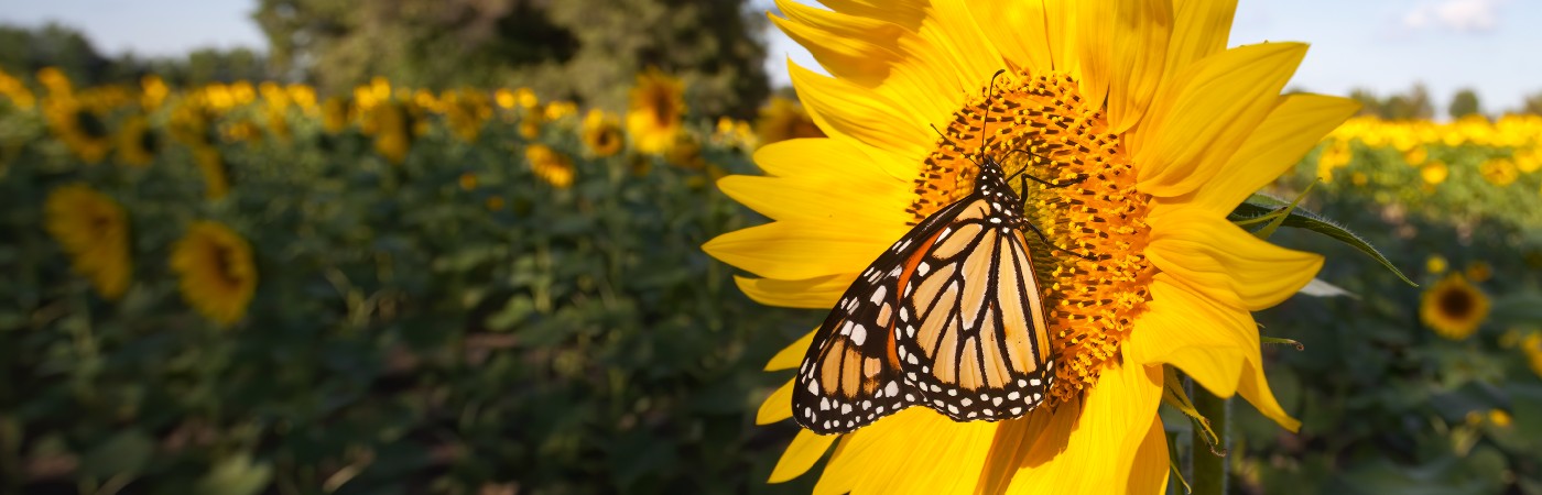 Butterfly sitting on a sunflower