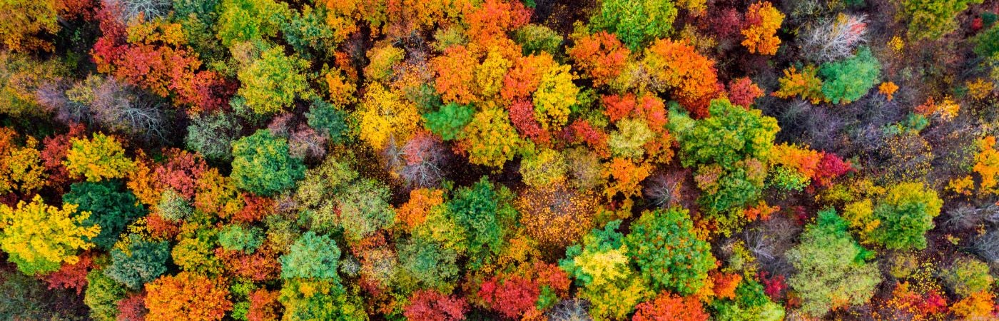 Four seasons aerial view image