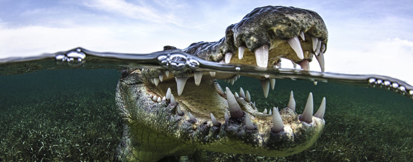 crocodile in water