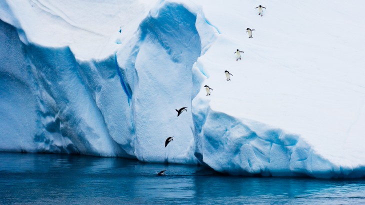 adelie-penguins.jpg