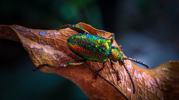 A bug on a leaf