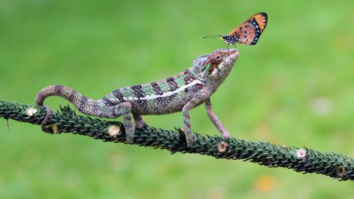 butterfly-on-a-chameleons-head.jpg