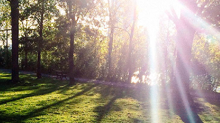 Sun light shining through trees