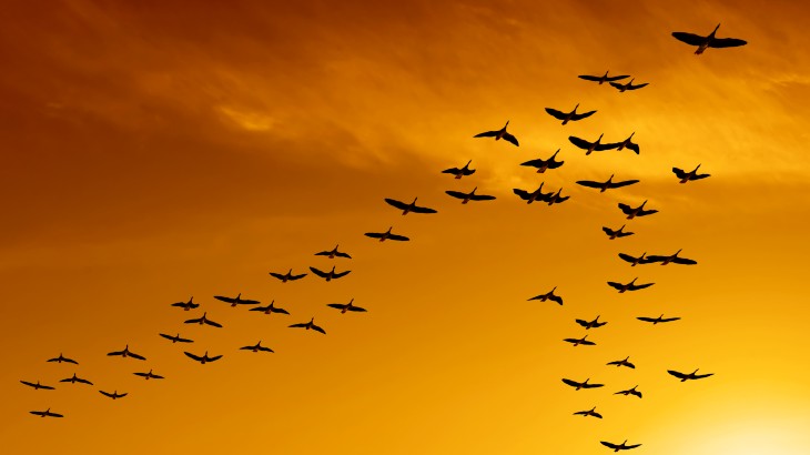 Birds flying across an orange sky