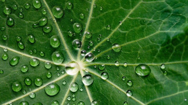 water-droplets-green-leaf.jpg