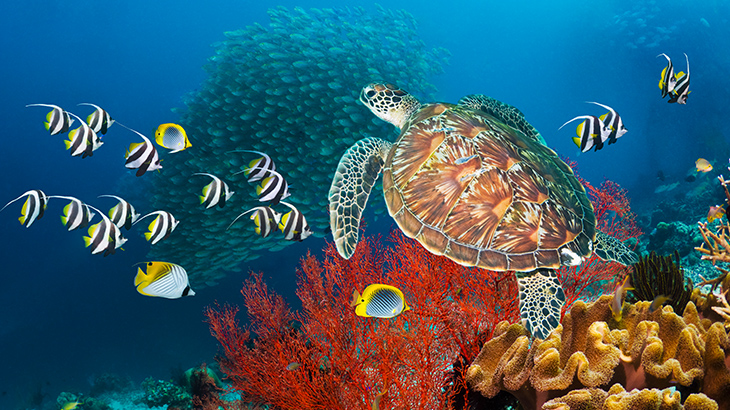 Turtle swimming over a coral reef
